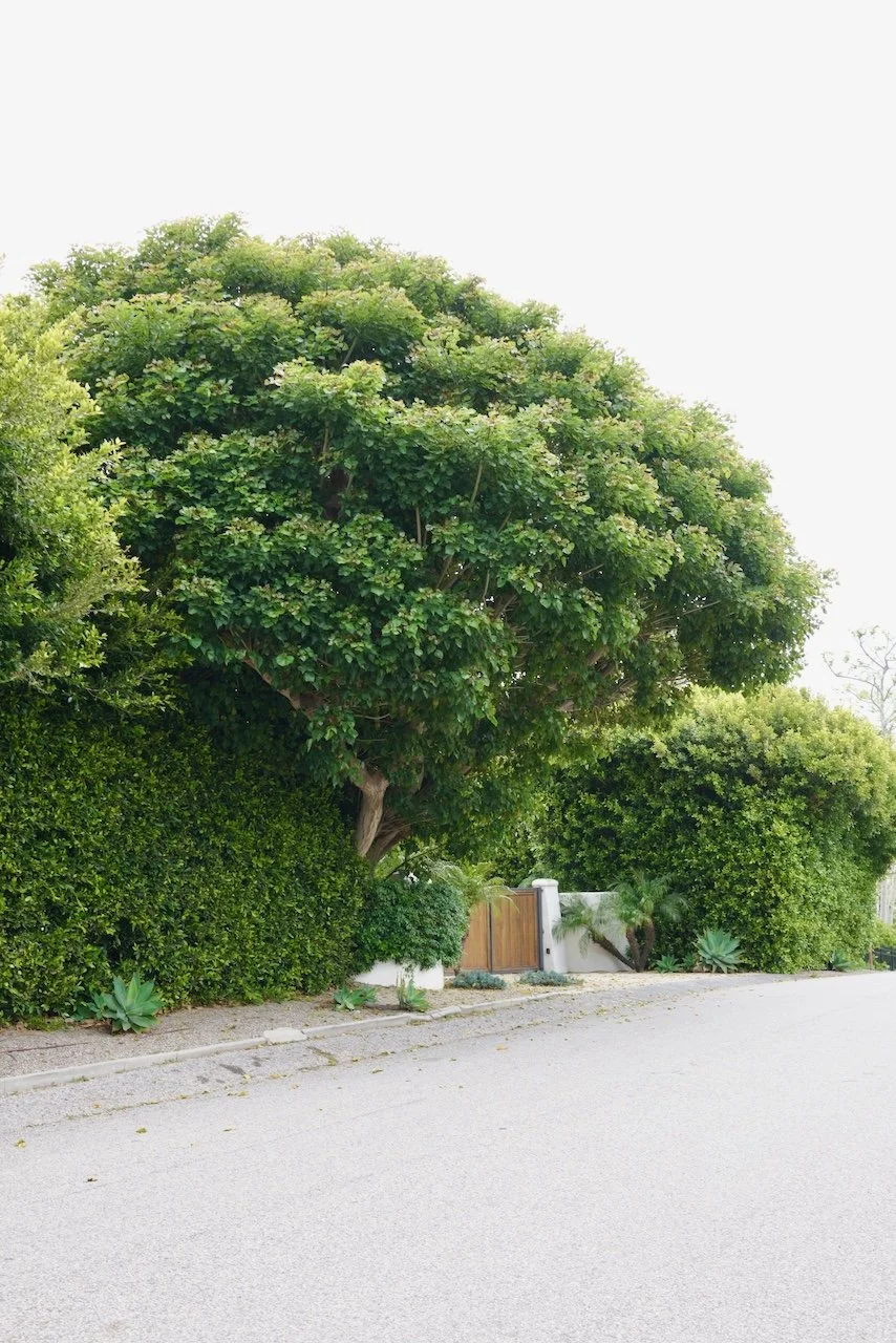  Clusters 2024:52 (2024) C-print on wood panel, 60”x40” 