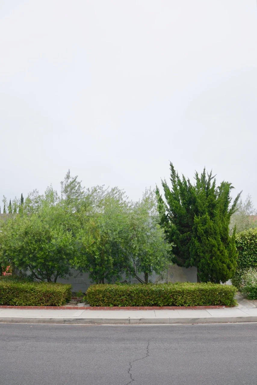  Clusters 2024:56 (2024) C-print on wood panel, 60”x40” 