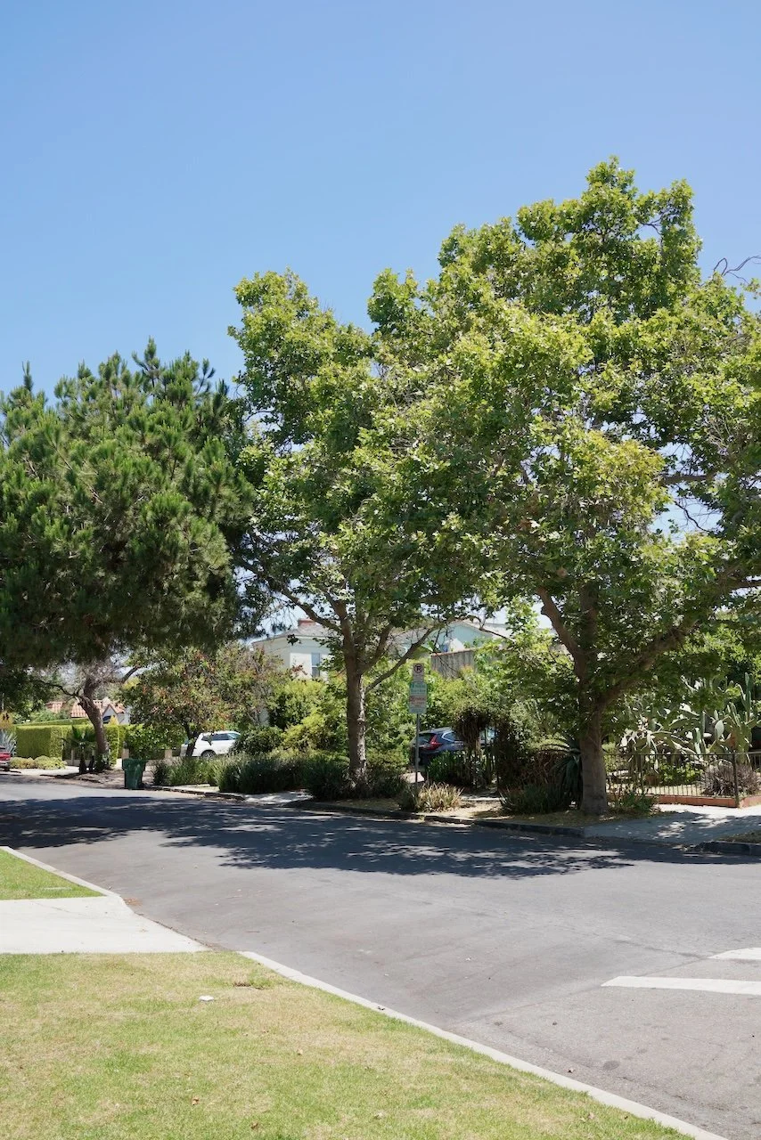  Clusters 2024:58 (2024) C-print on wood panel, 60”x40” 