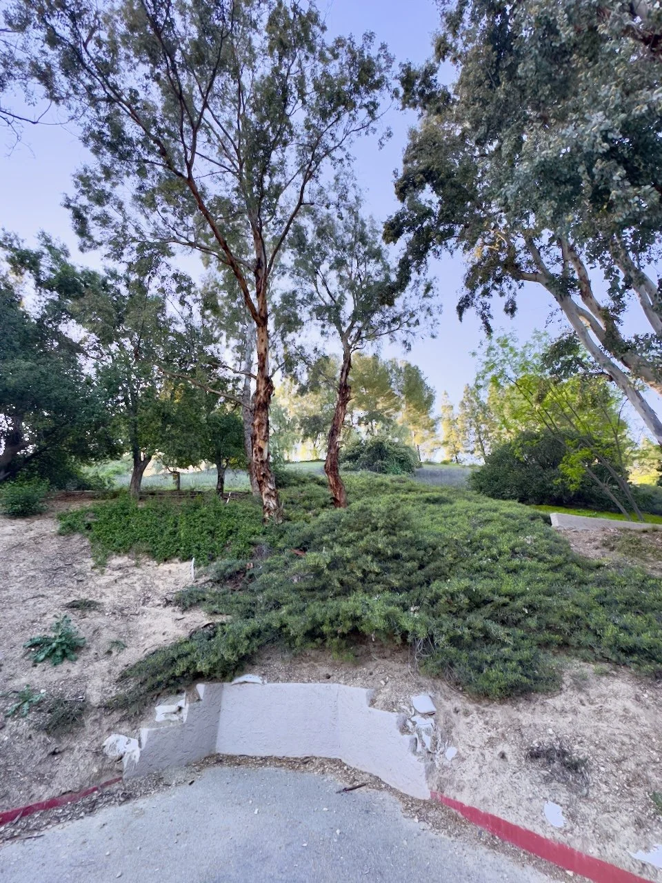  Clusters 2024:35 (2024) C-print on wood panel, 60”x40” 