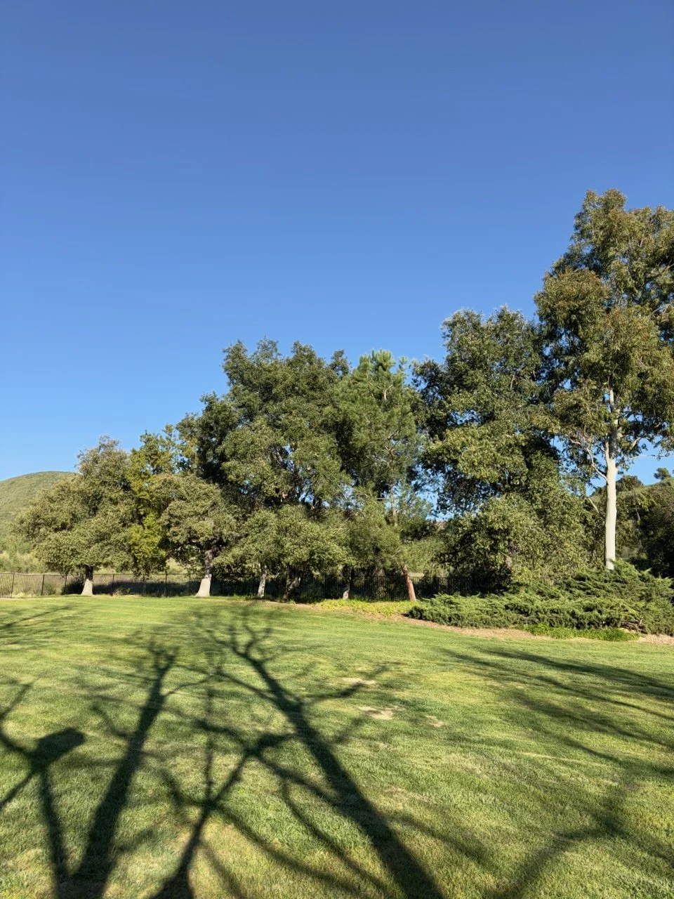  Clusters 2024:22 (2024) C-print on wood panel, 60”x40” 