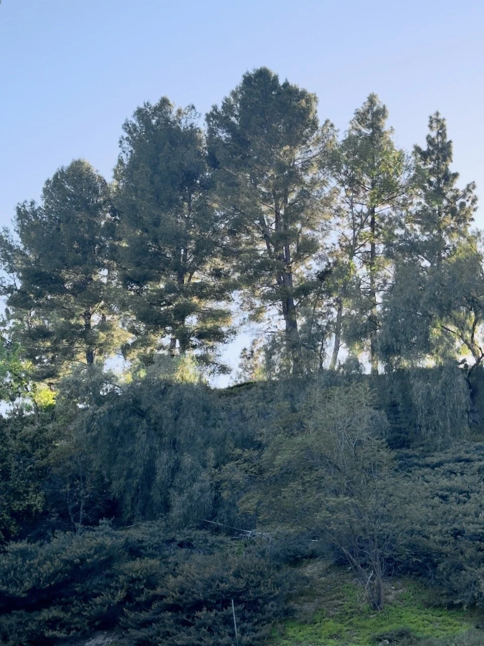  Clusters 2024:36 (2024) C-print on wood panel, 60”x40” 