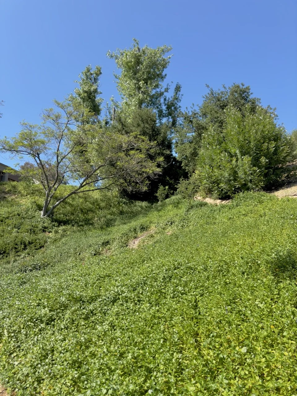  Clusters 2024:53 (2024) C-print on wood panel, 60”x40” 