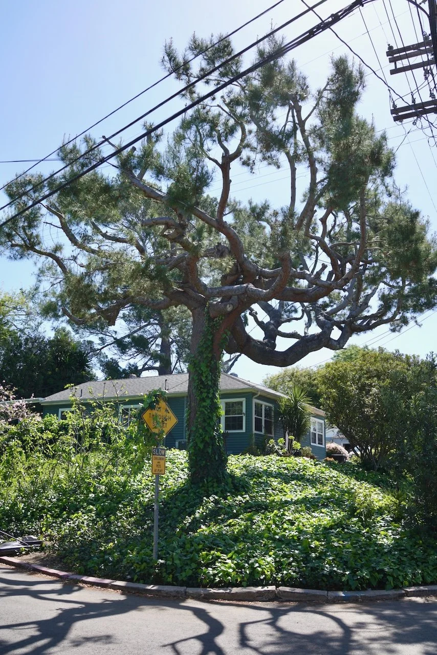  Equilibrium 2024:67 (2024) C-print on wood panel, 60”x40” 