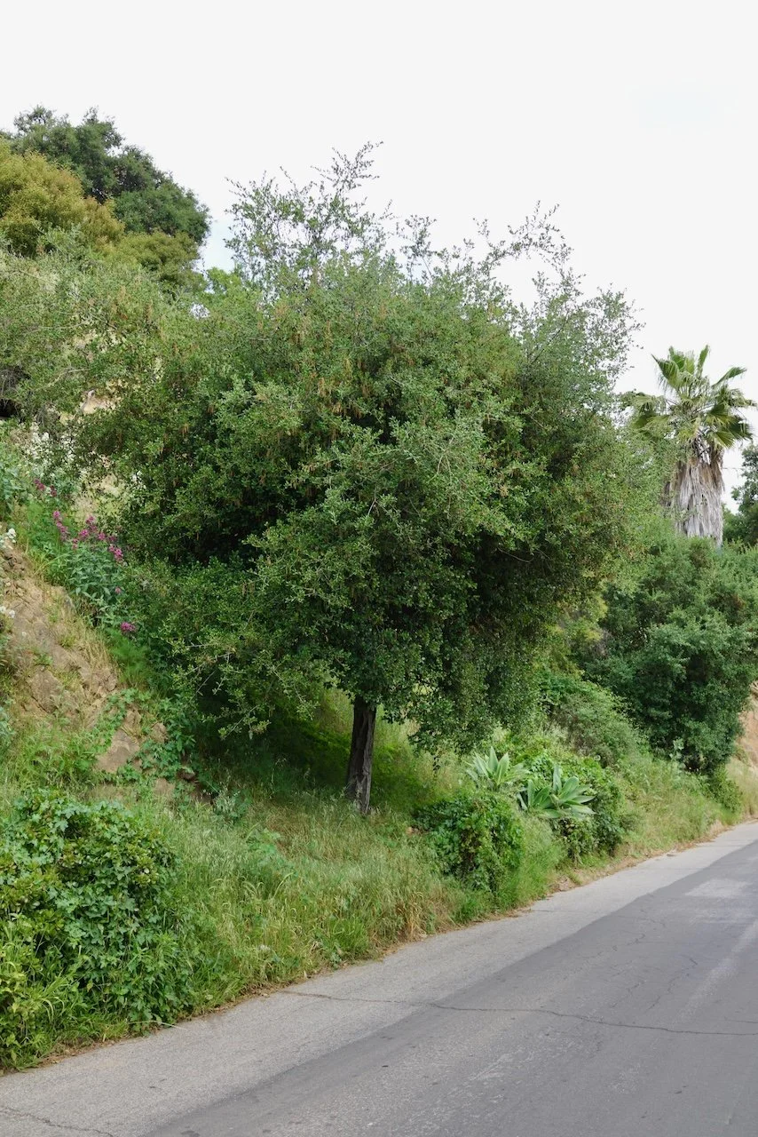  Equilibrium 2024:69 (2024) C-print on wood panel, 60”x40” 