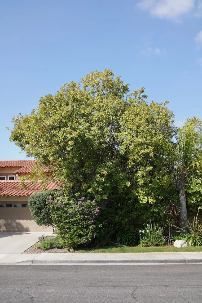  Equilibrium 2024:82 (2024) C-print on wood panel, 60”x40” 