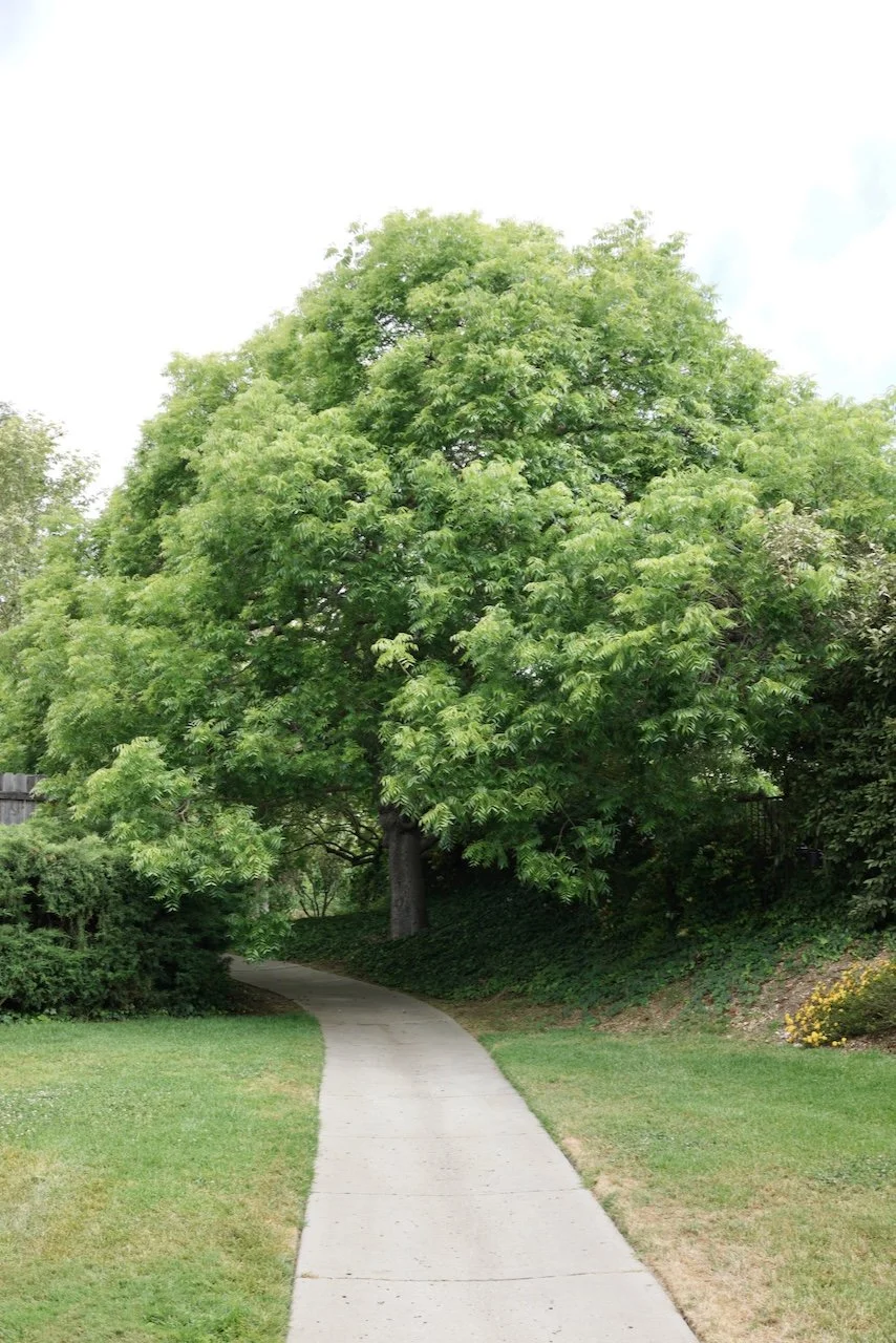  Equilibrium 2024:83 (2024) C-print on wood panel, 60”x40” 