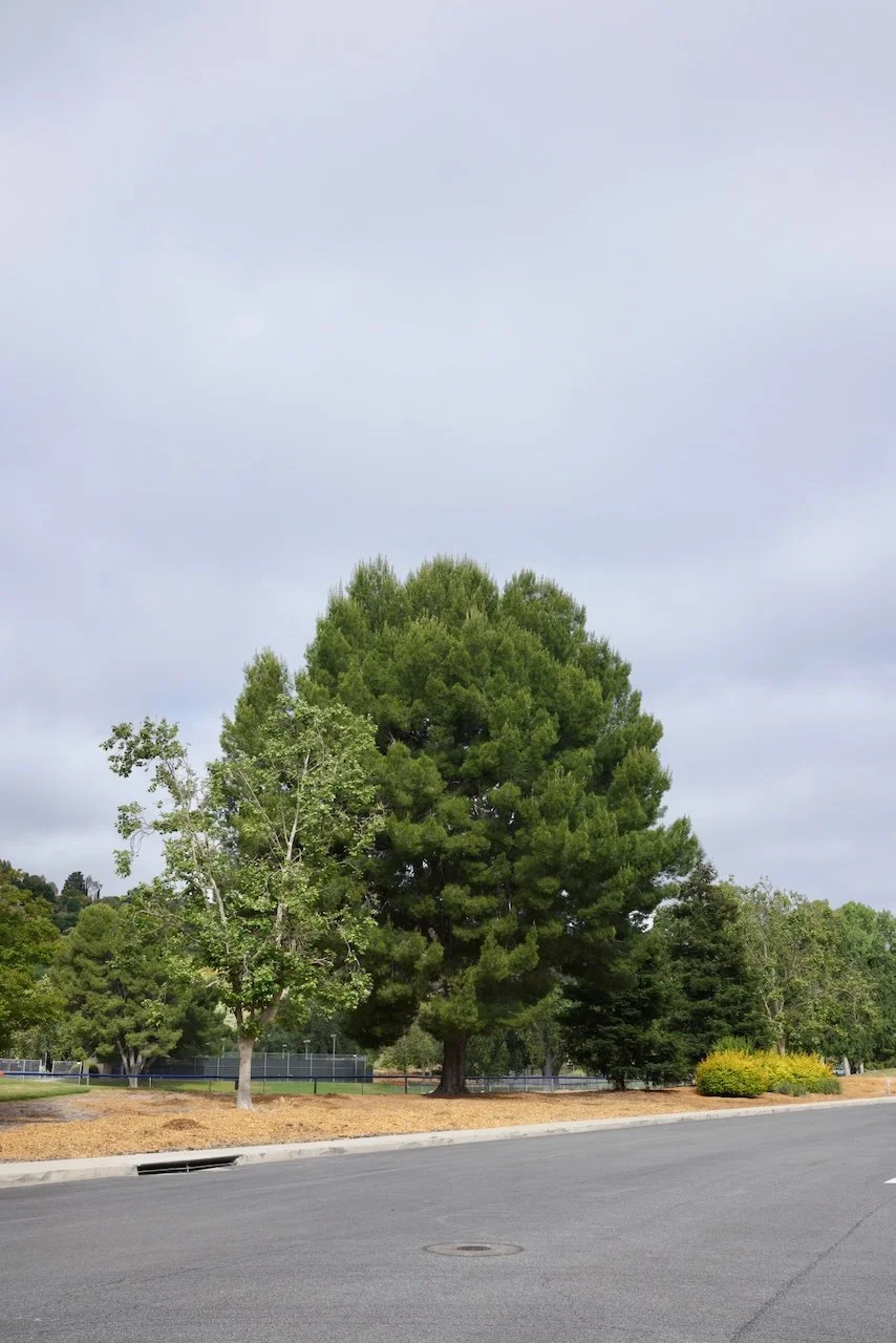  Equilibrium 2024:84 (2024) C-print on wood panel, 60”x40” 