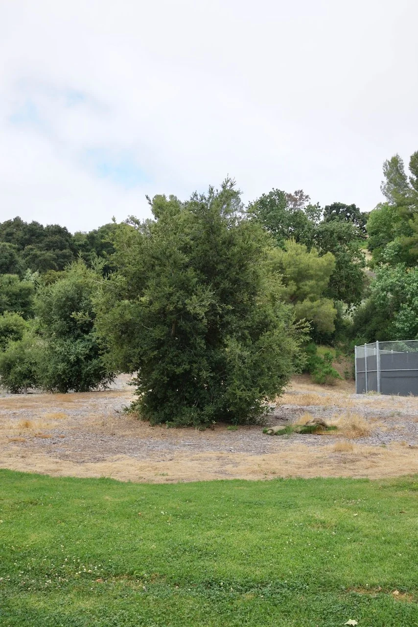  Equilibrium 2024:85 (2024) C-print on wood panel, 60”x40” 