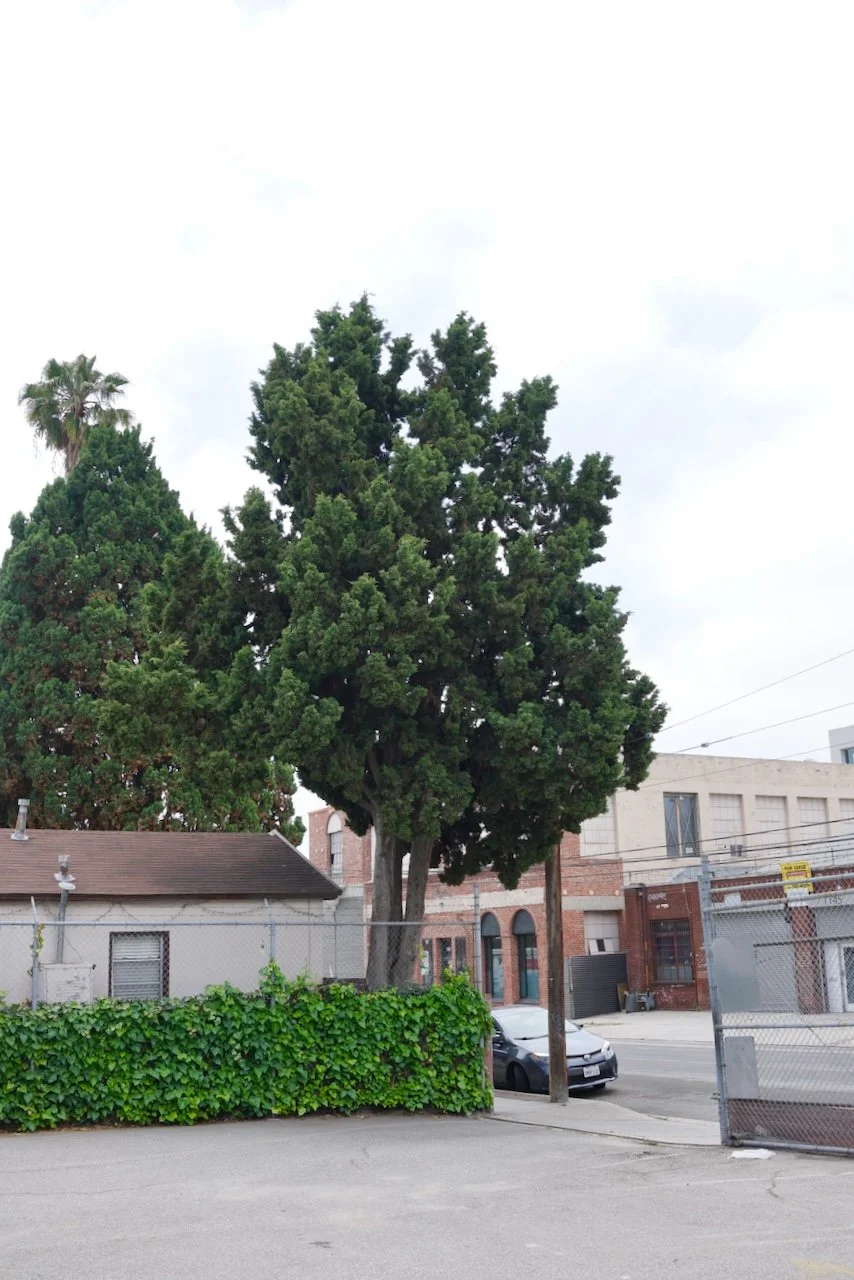  Equilibrium 2024:90 (2024) C-print on wood panel, 60”x40” 