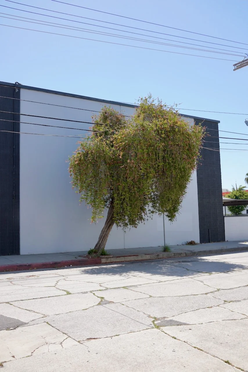  Equilibrium 2024:98 (2024) C-print on wood panel, 60”x40” 