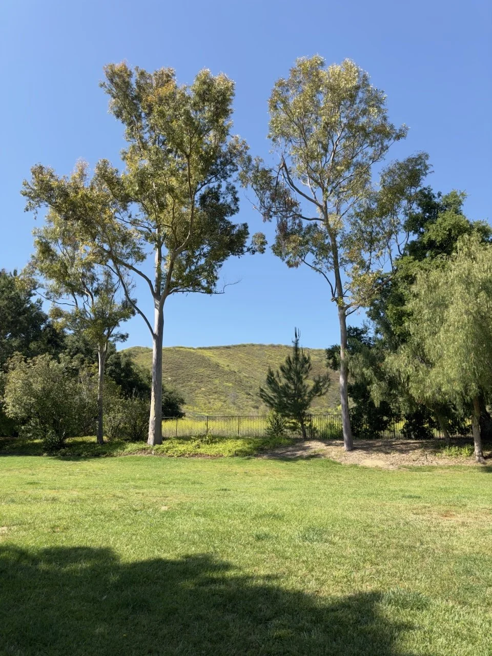  Equilibrium 2024:87 (2024) C-print on wood panel, 60”x40” 