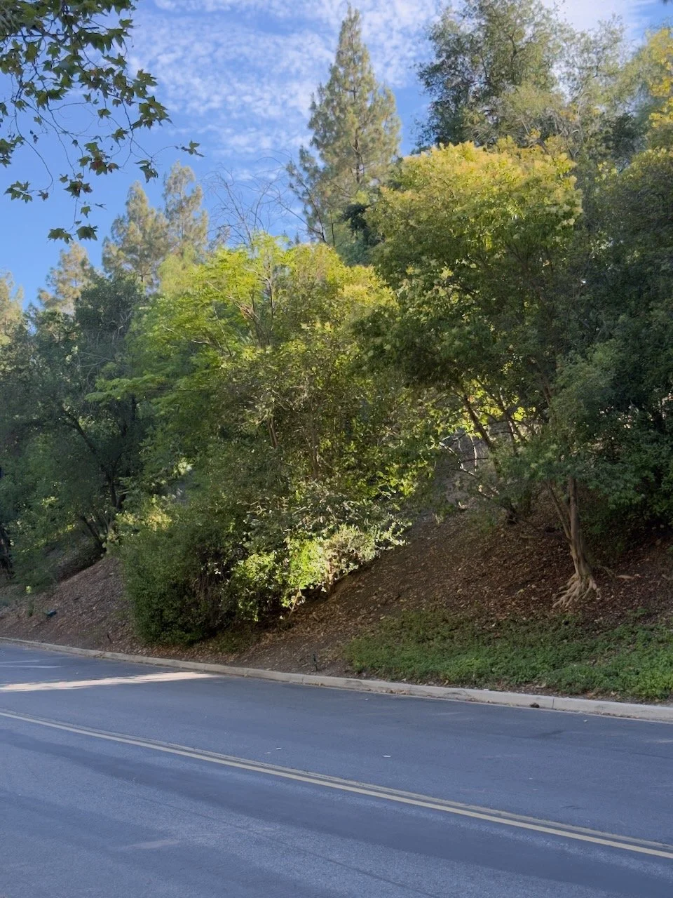  Clusters 2025:1 (2025) C-print on wood panel, 60”x40” 