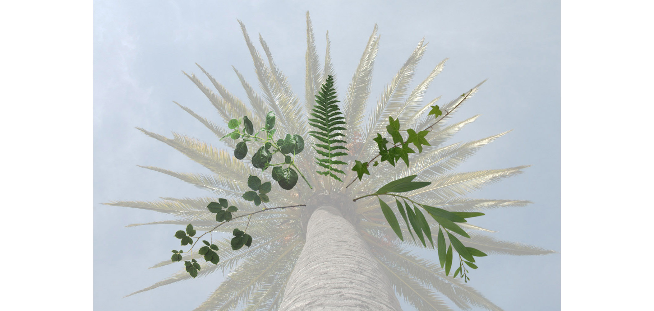 2-up epiphytes copy.jpg