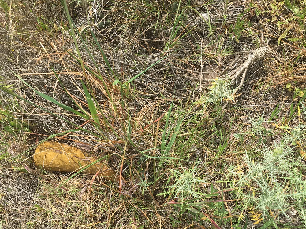in-situ2.jpg
