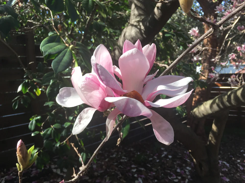 saucer-magnolia.jpg