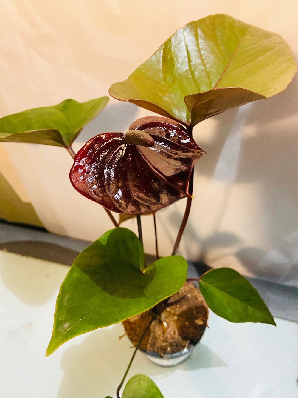 Anthurium Emma