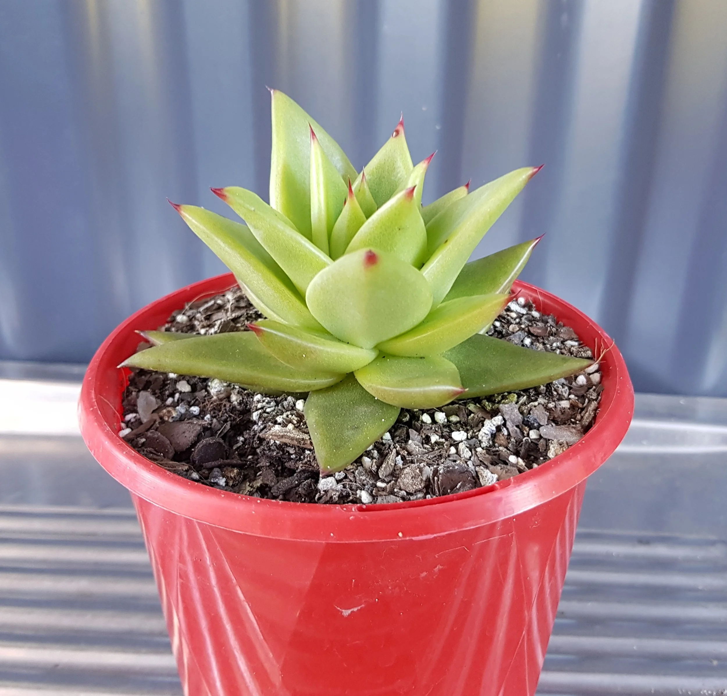 Echeveria Agavoides Lipstick