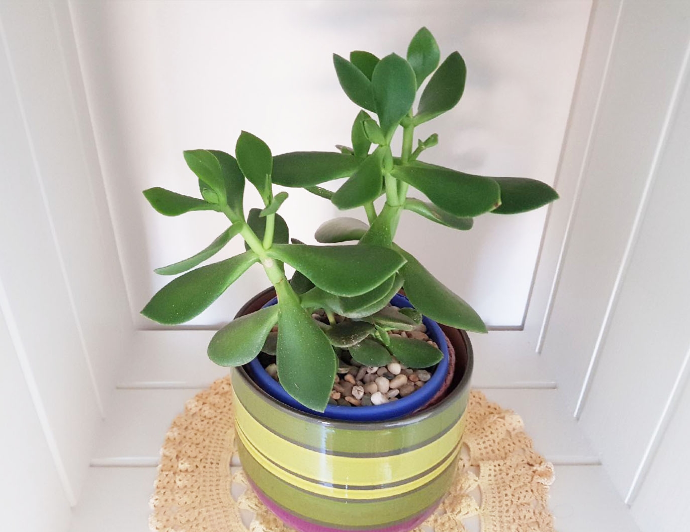 The Jade plant I keep in my office is doing great inside. 