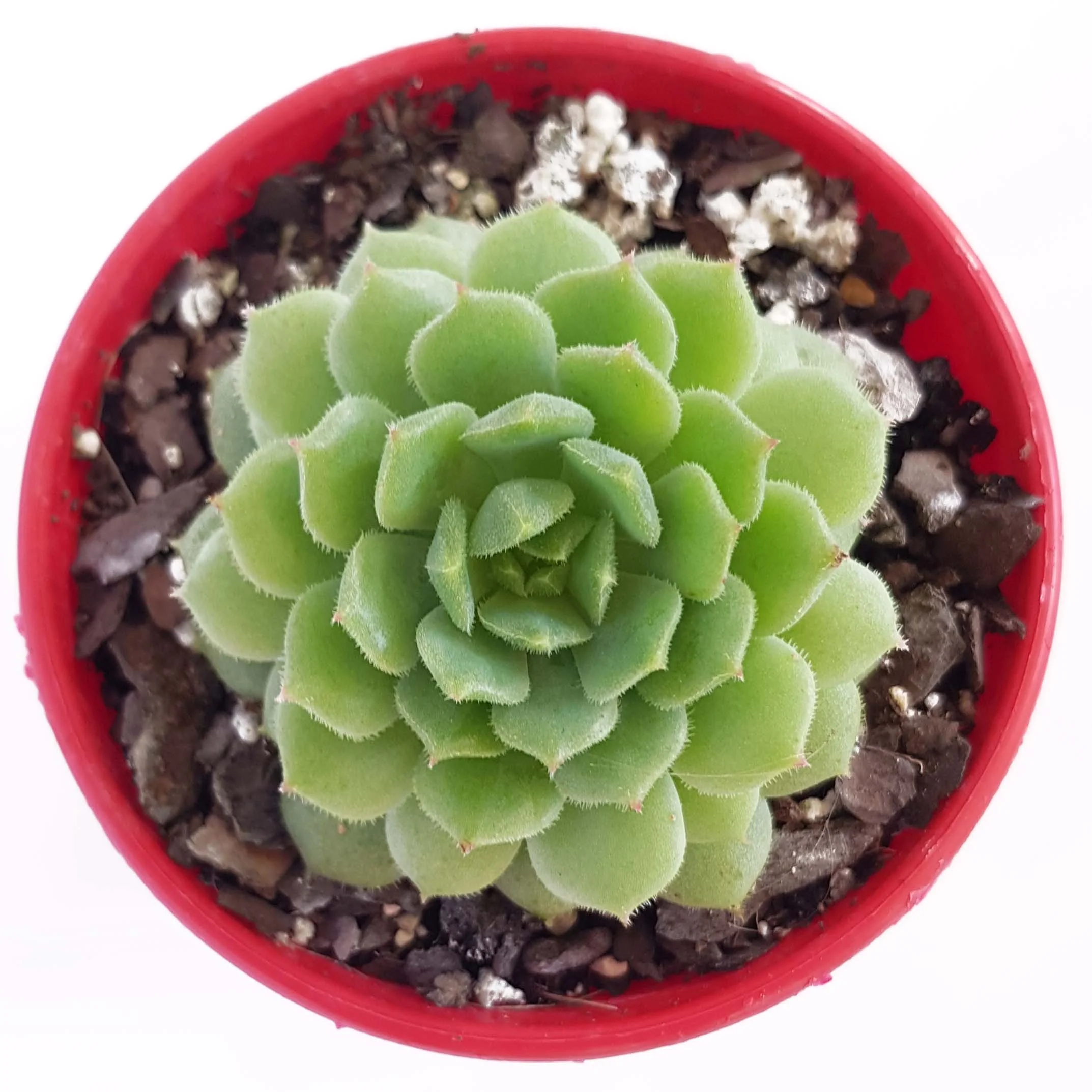 Echeveria Dondo-top.jpg
