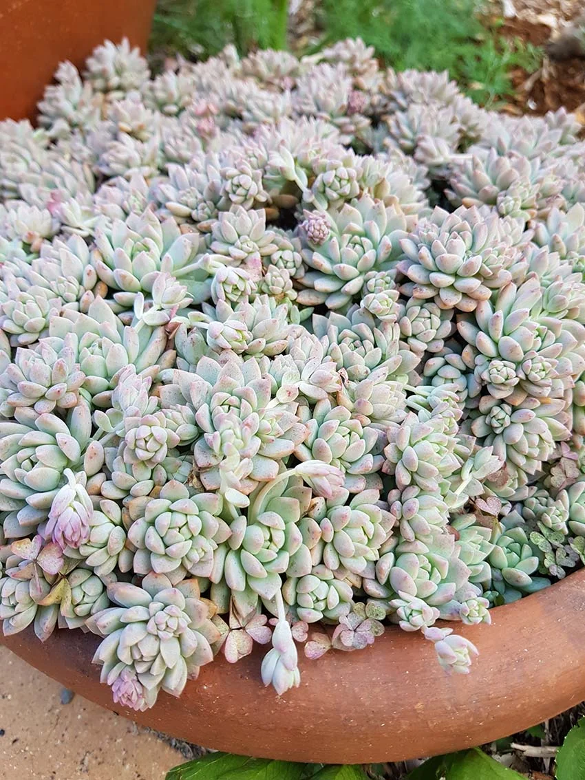 Echeveria Prolifera-garden1.jpg