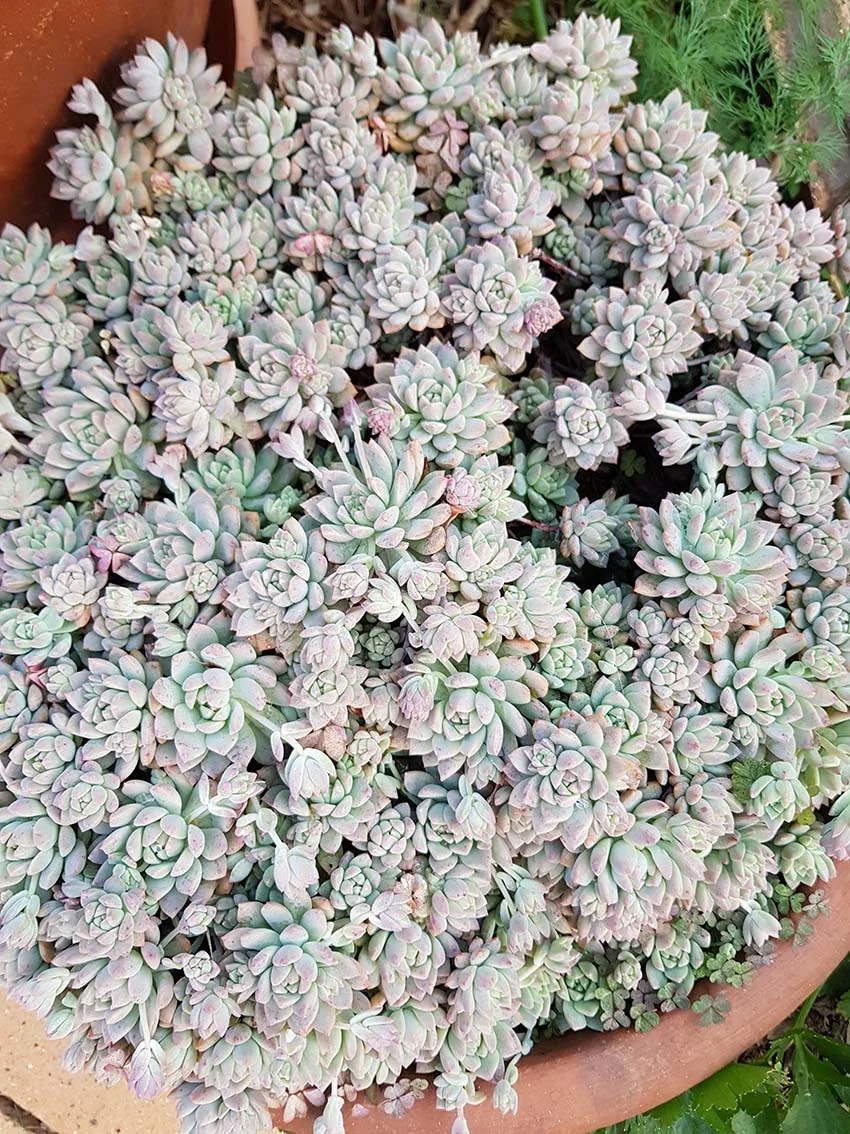 Echeveria Prolifera-garden2.jpg