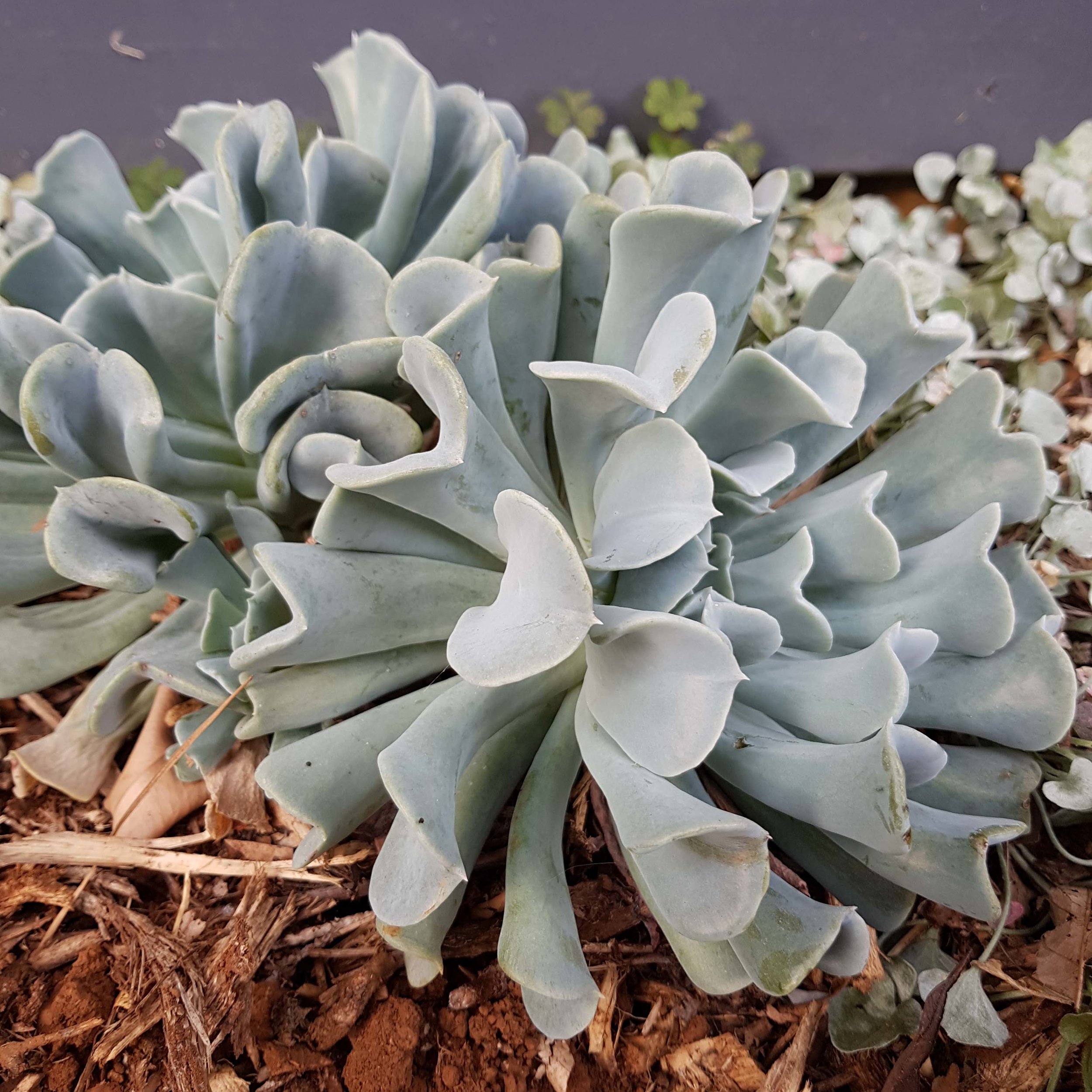 Echeveria Topsy Turvy-garden.jpg