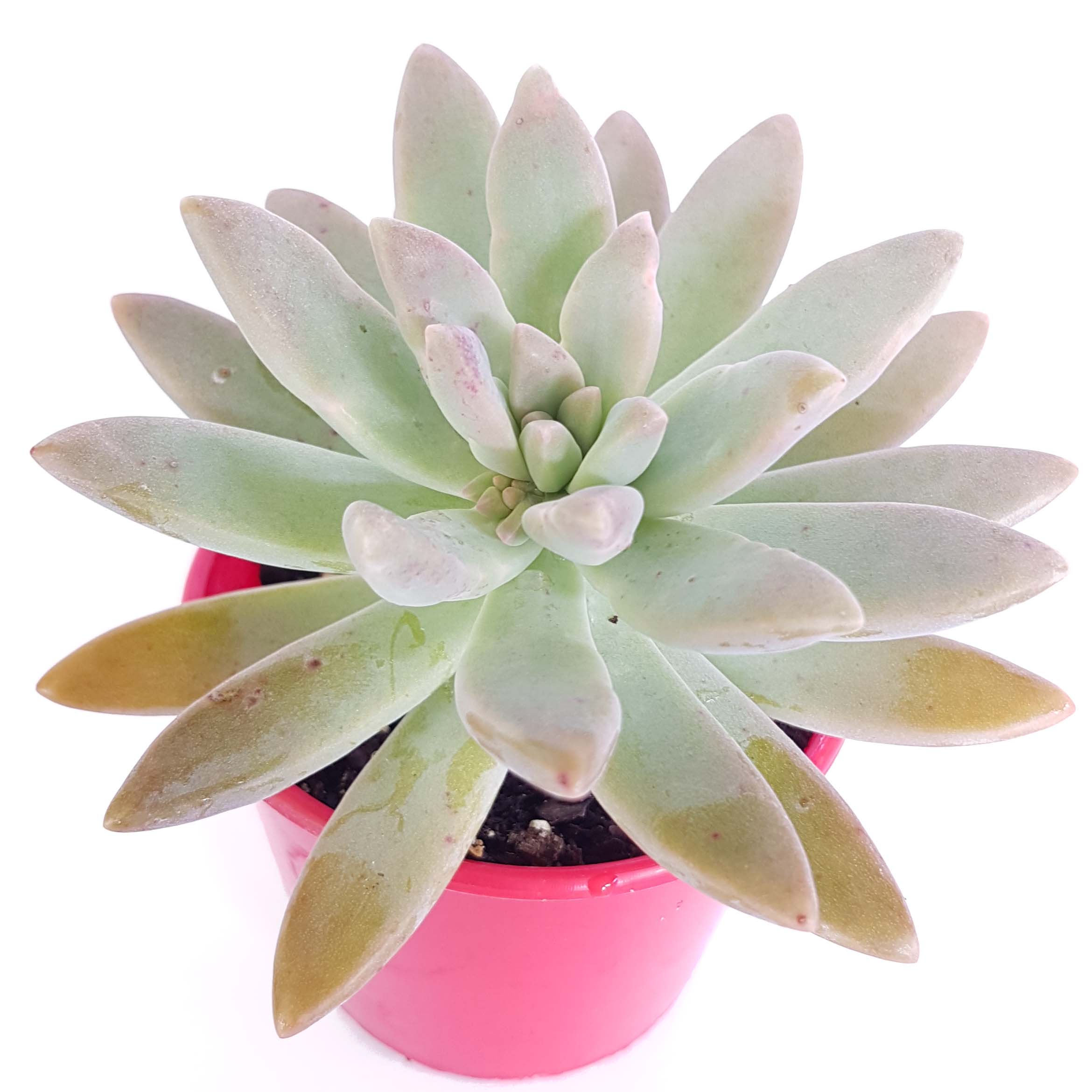 Graptosedum Glauca-side.jpg