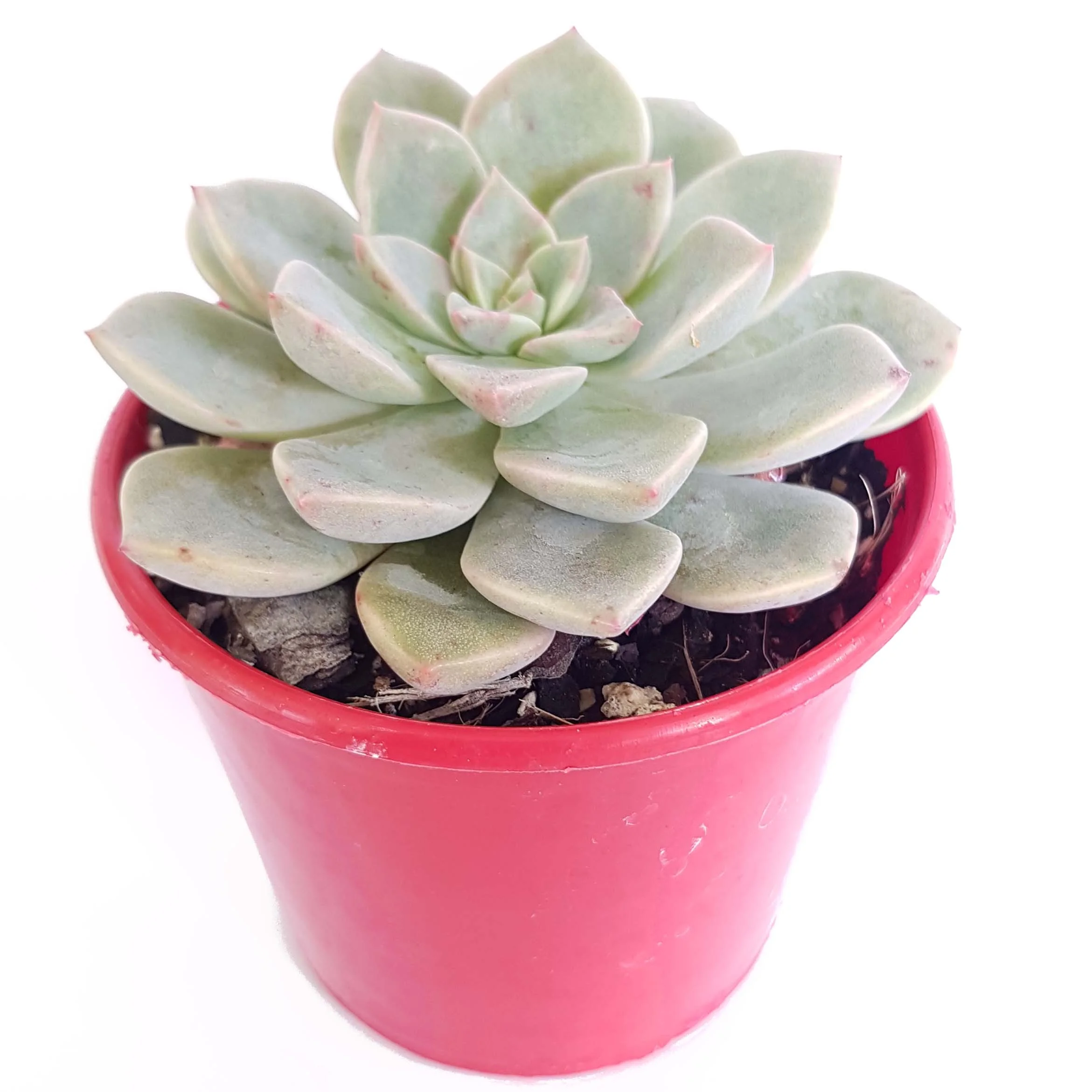 Graptoveria Acualis-side.jpg
