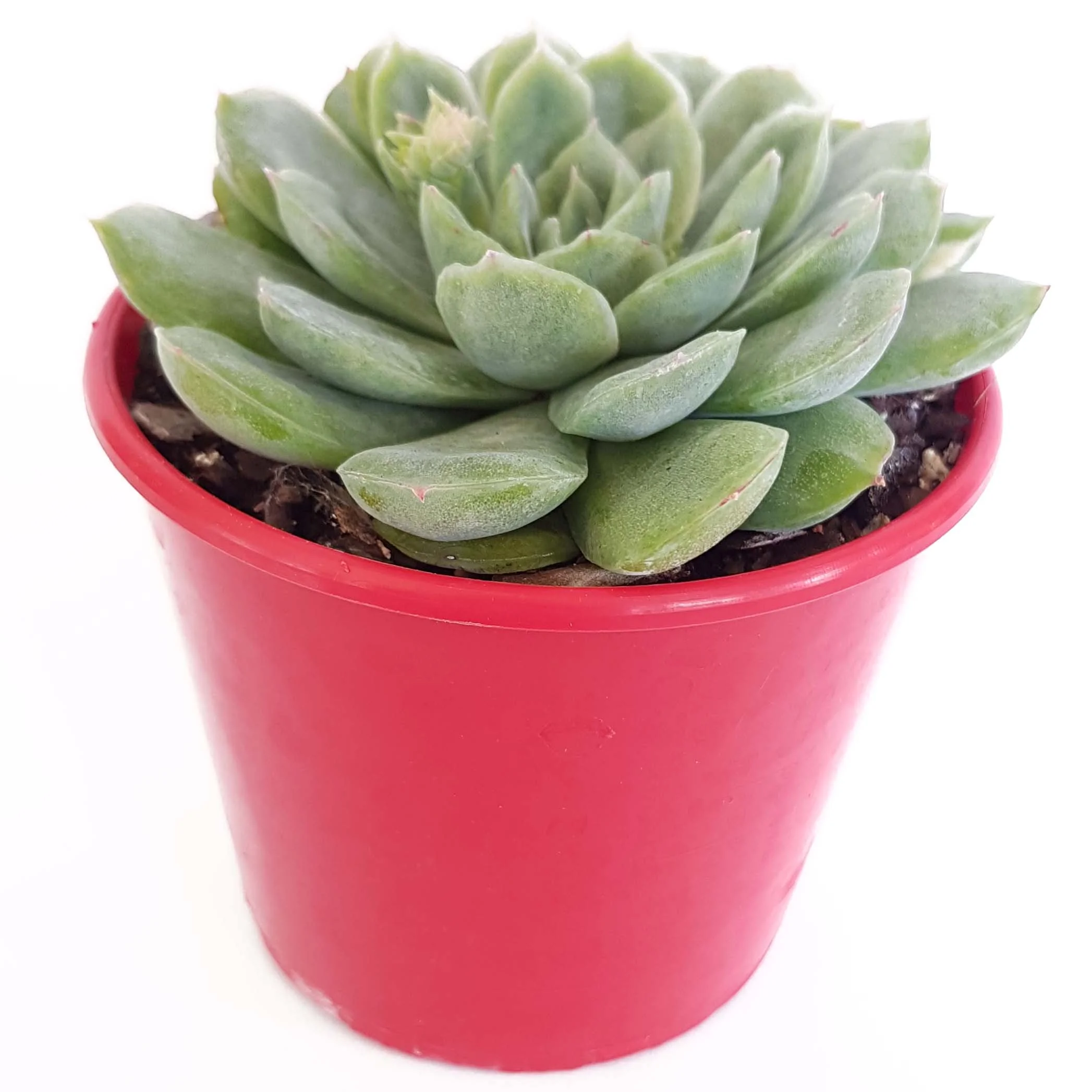 Echeveria Elegans-side.jpg