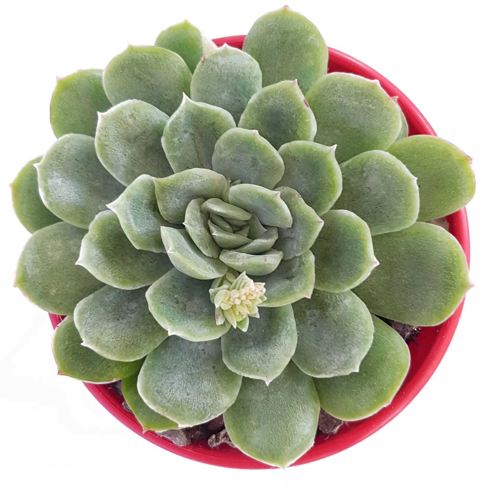 Echeveria Elegans-top.jpg