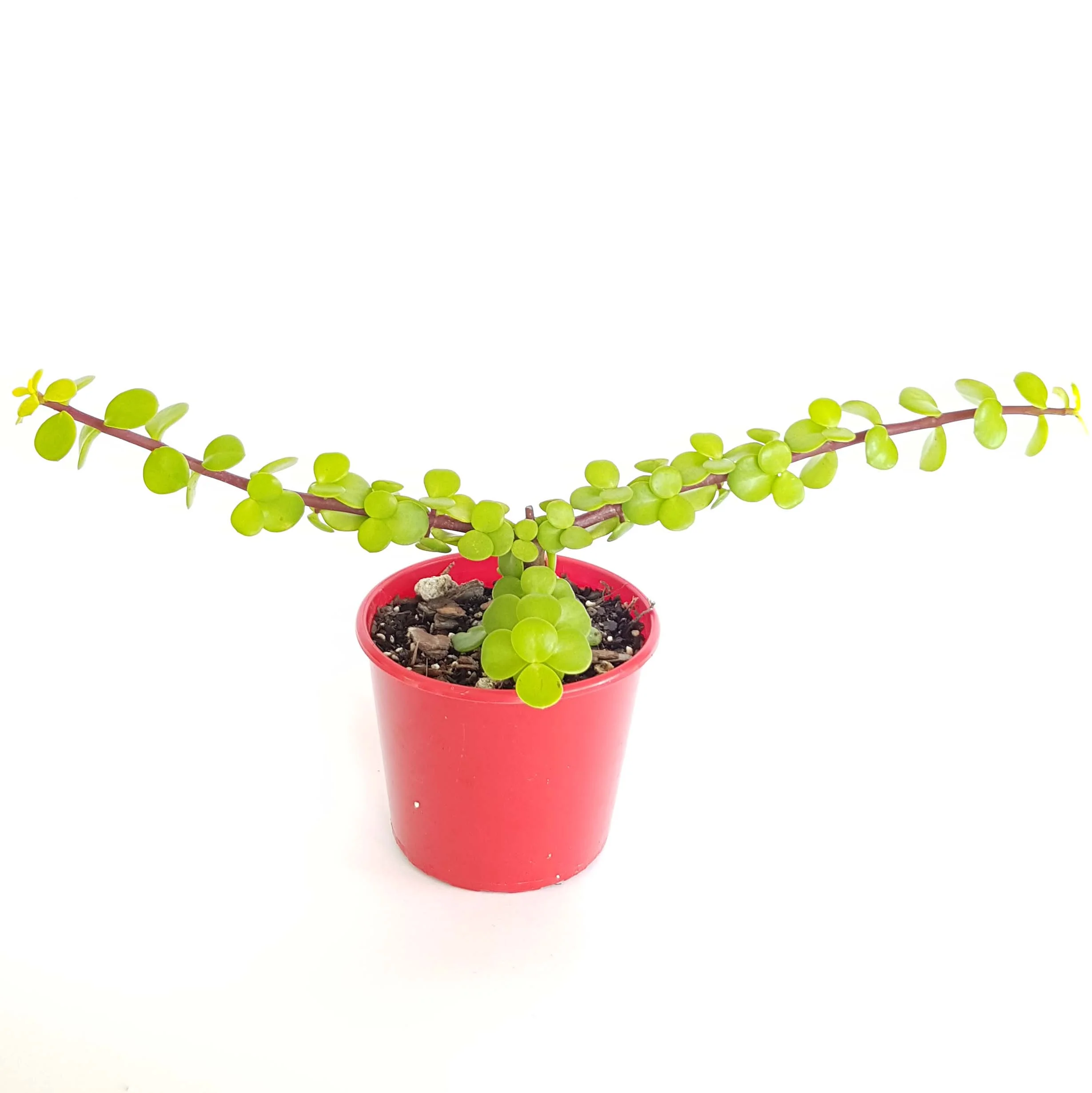 Jade Plant Golden-side.jpg