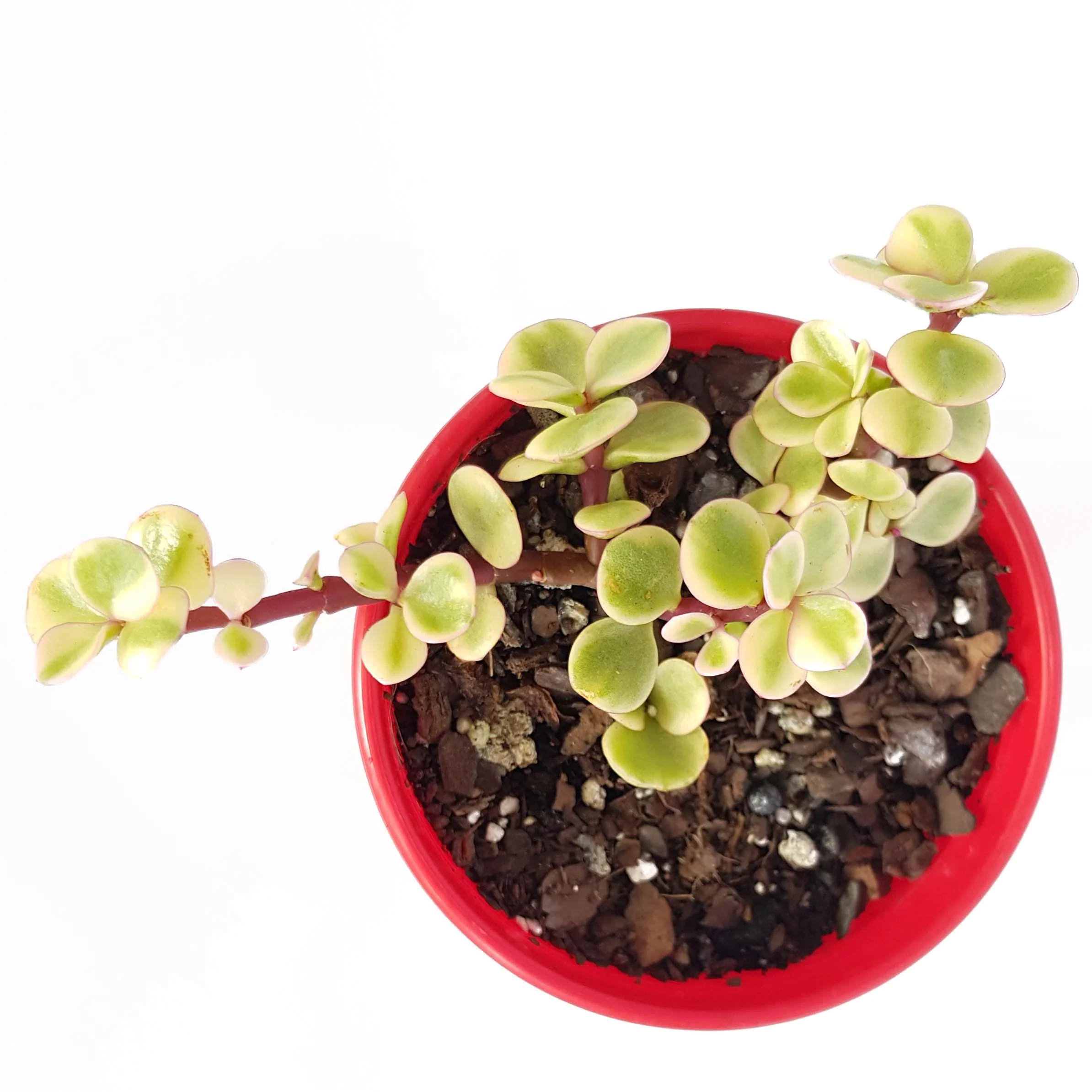 Jade Plant Variegated-top.jpg