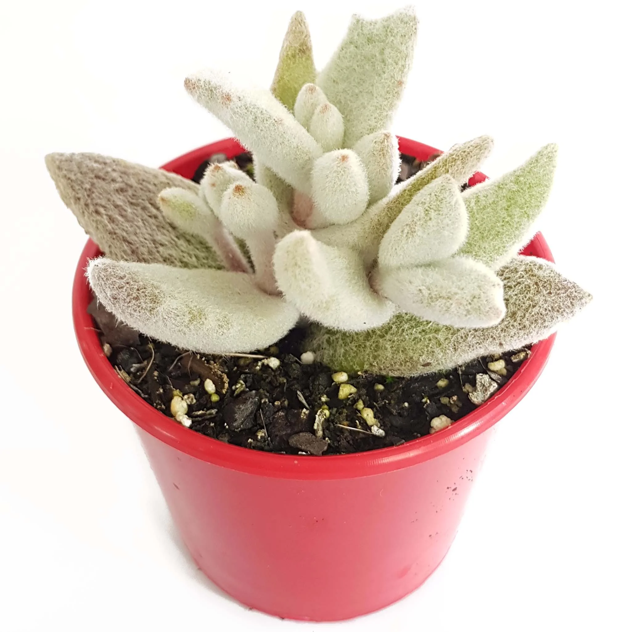 Kalanchoe Eriophylla-side.jpg