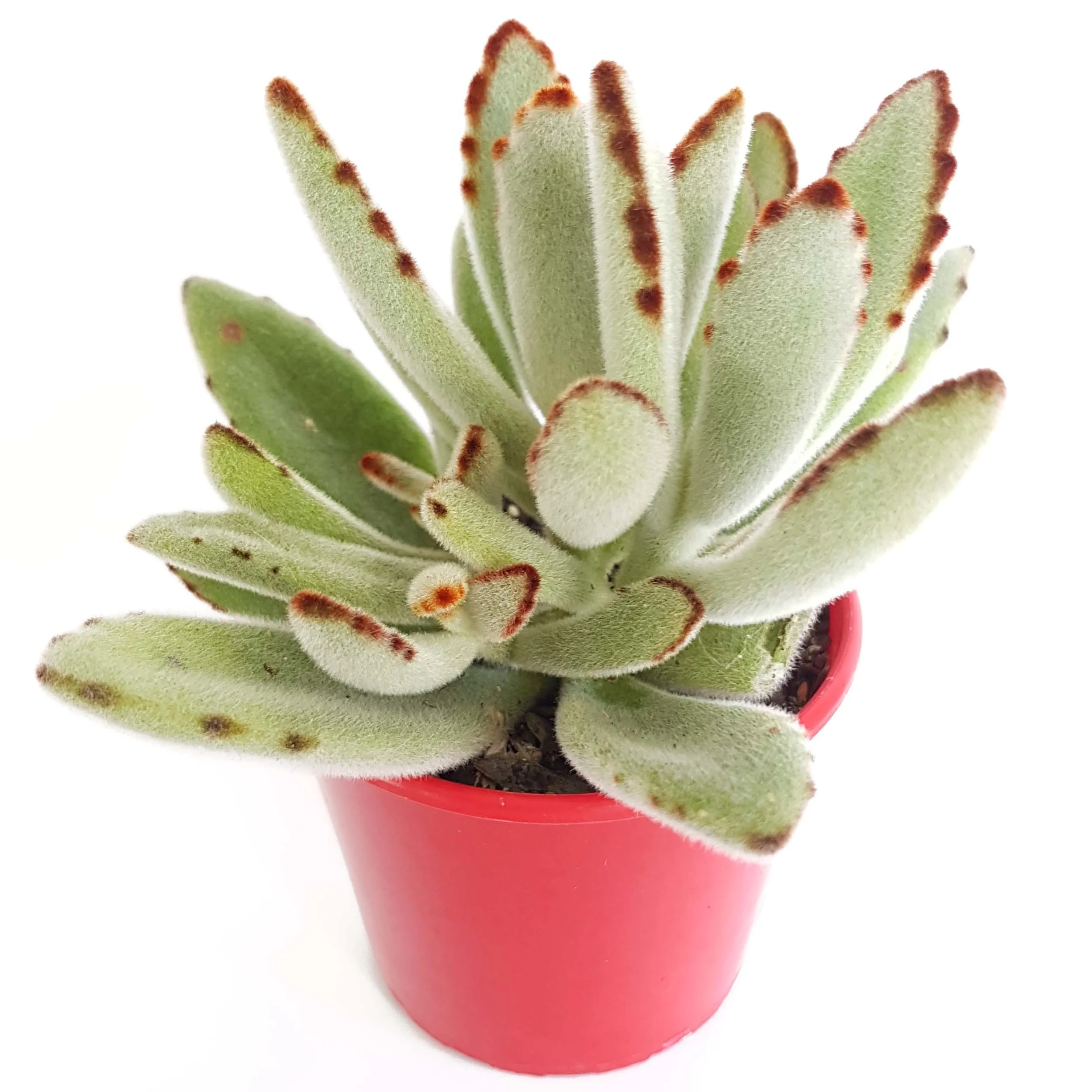 Kalanchoe Tomentosa-side.jpg