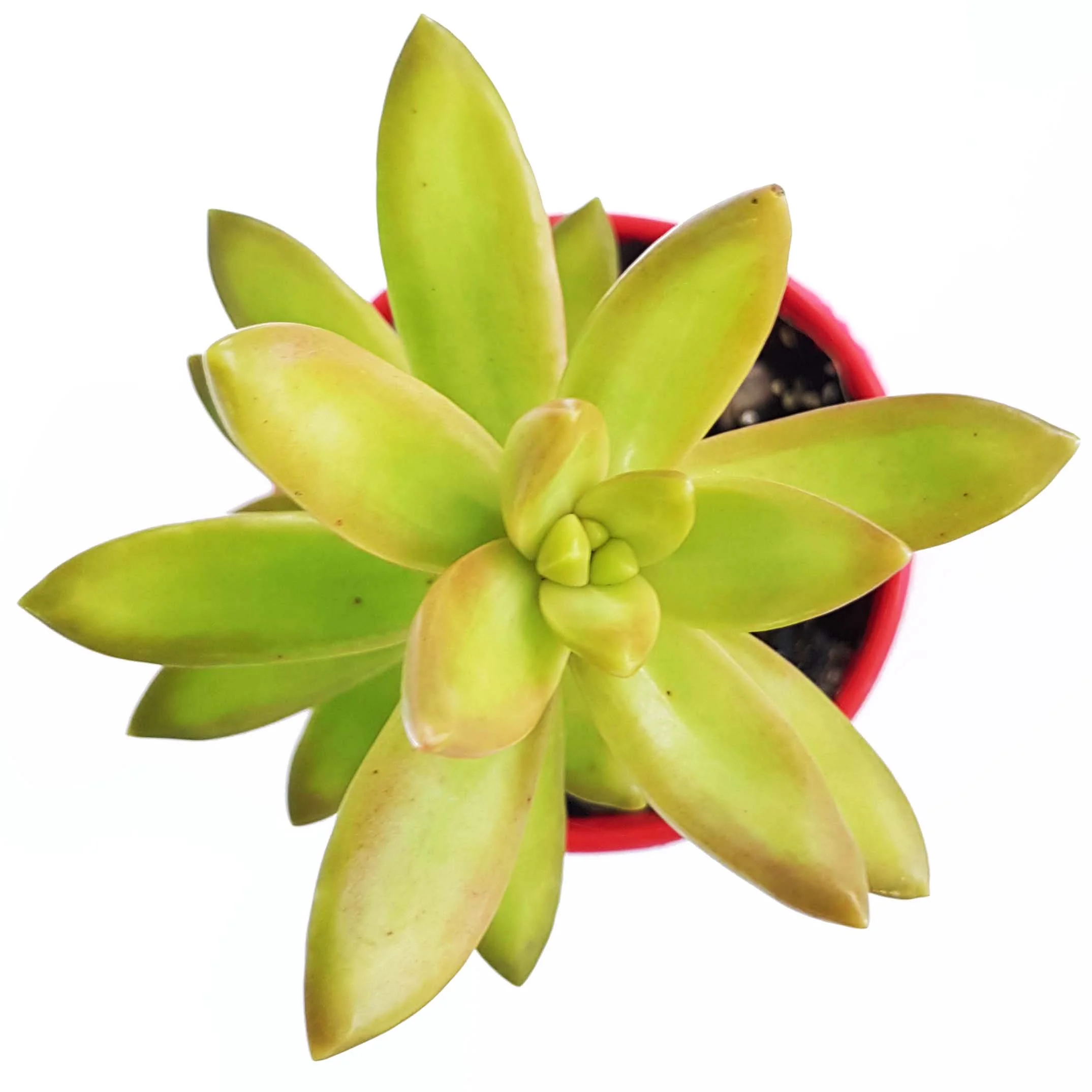 Sedum Adolphi-top.jpg