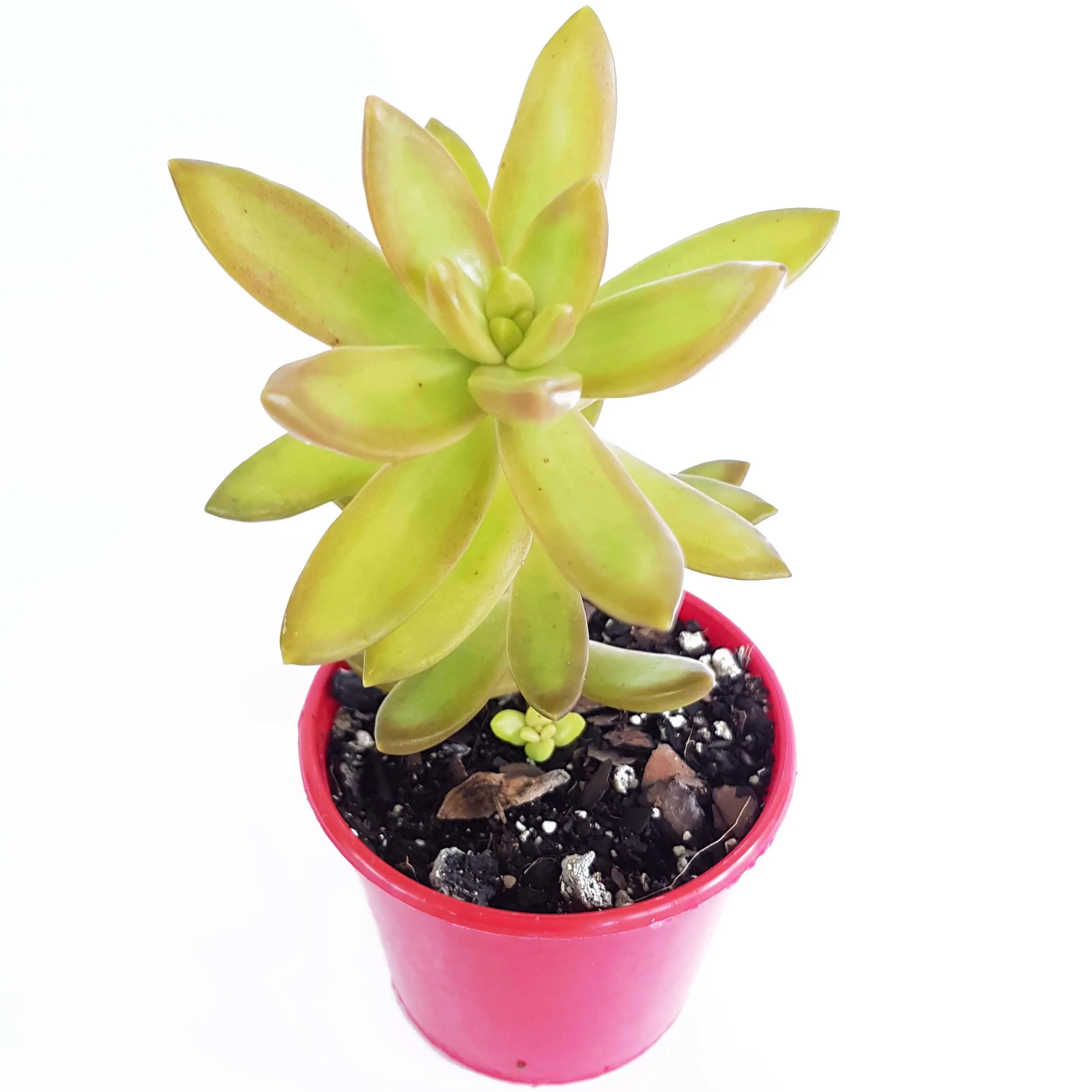 Sedum Adolphi-side.jpg