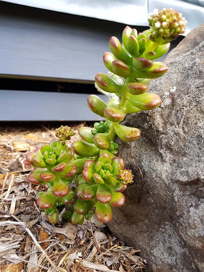 Sedum Lucidium Giant Jelly Bean-garden1.jpg