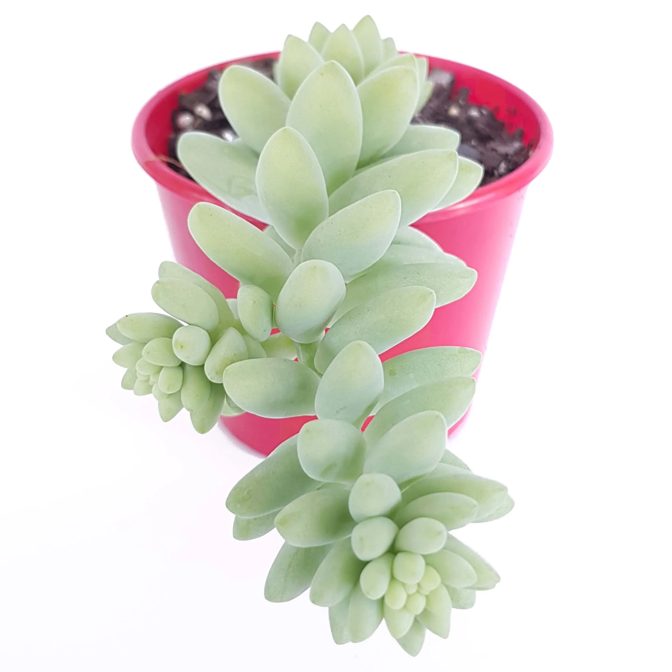 Sedum Morganianum-side1.jpg