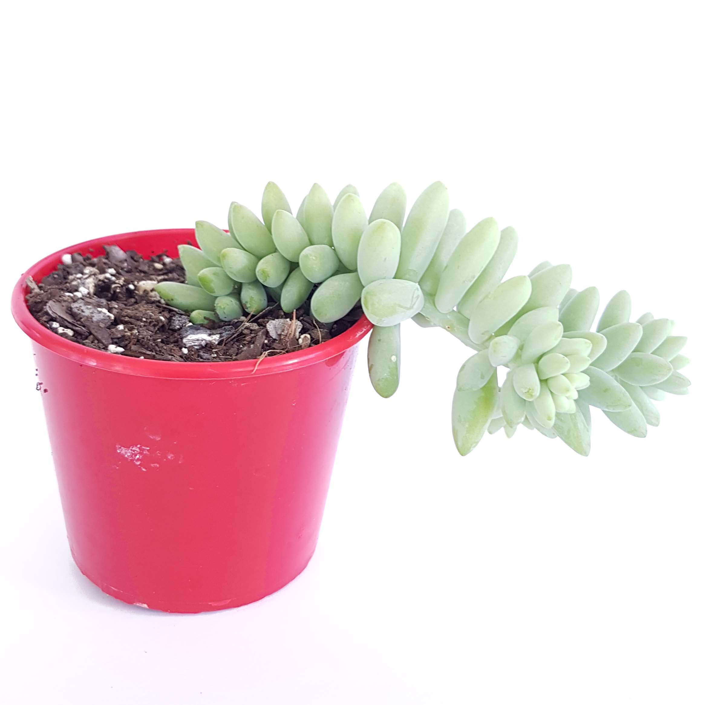 Sedum Morganianum-side2.jpg