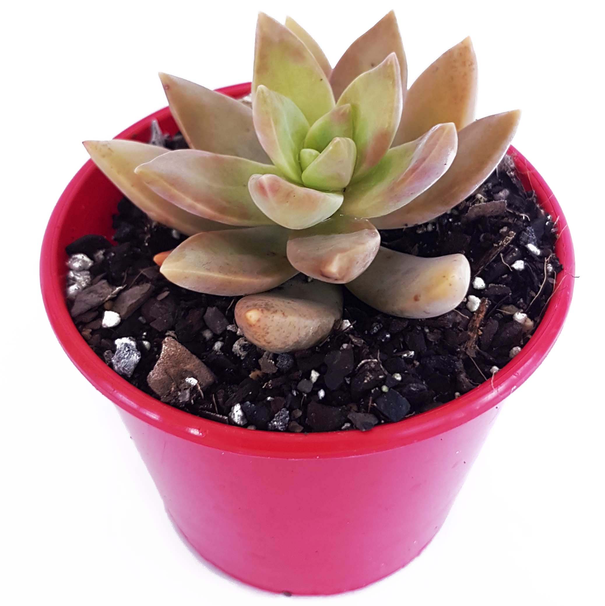 Sedum Pats Pink-side.jpg