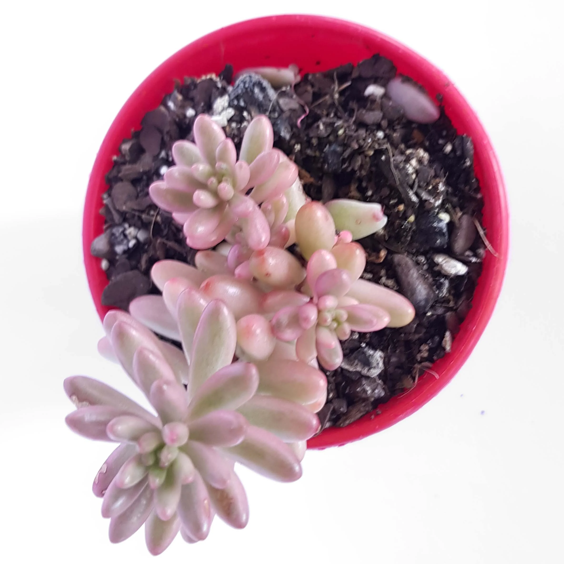 Sedum Pink Jelly Beans-top1.jpg