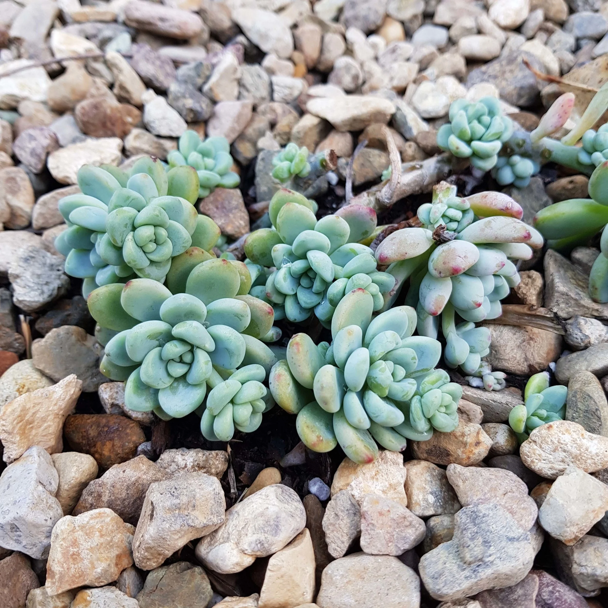 sedum clavatum-garden1.jpg