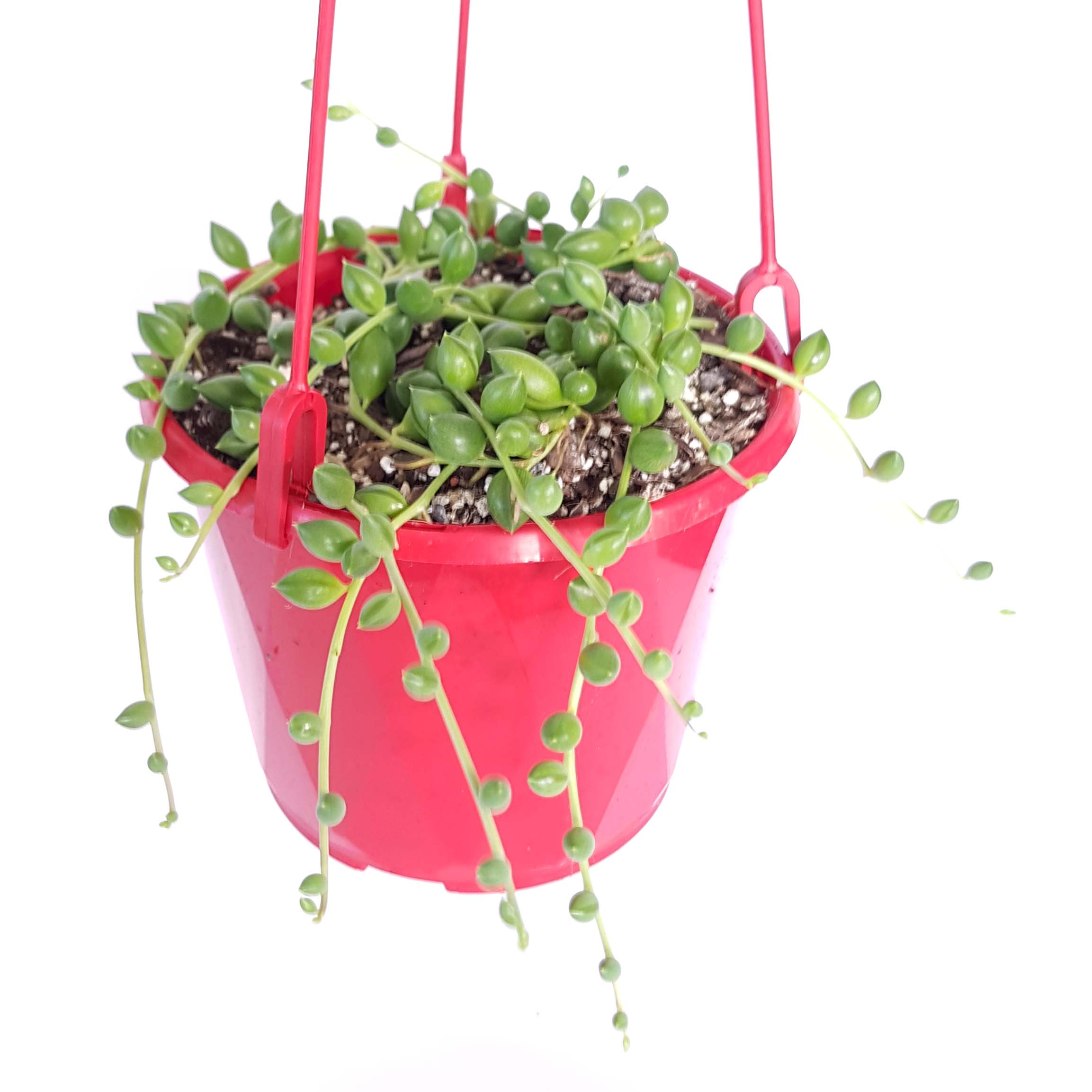 string of tears hanger-side.jpg