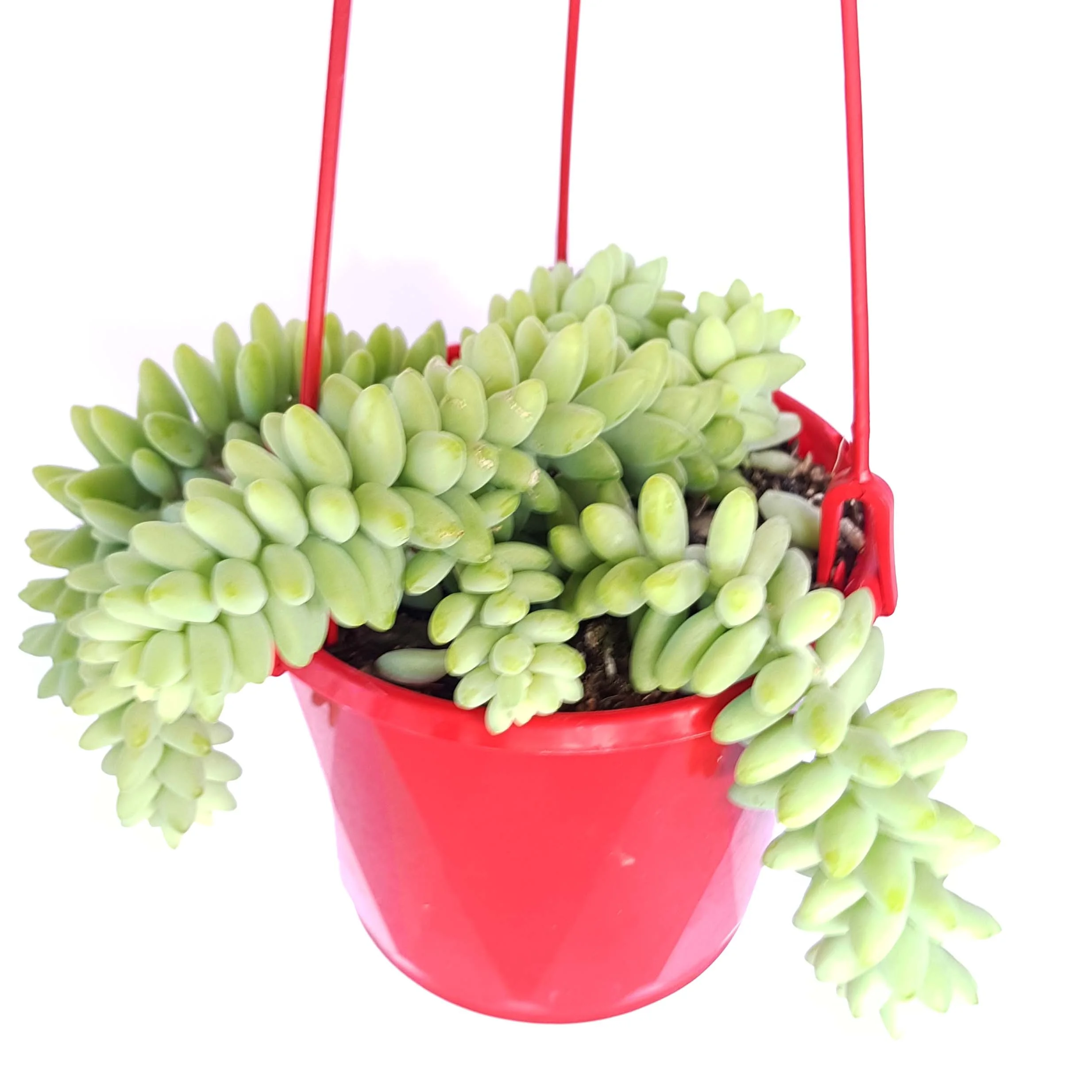 Sedum morganianum hanger-side.jpg
