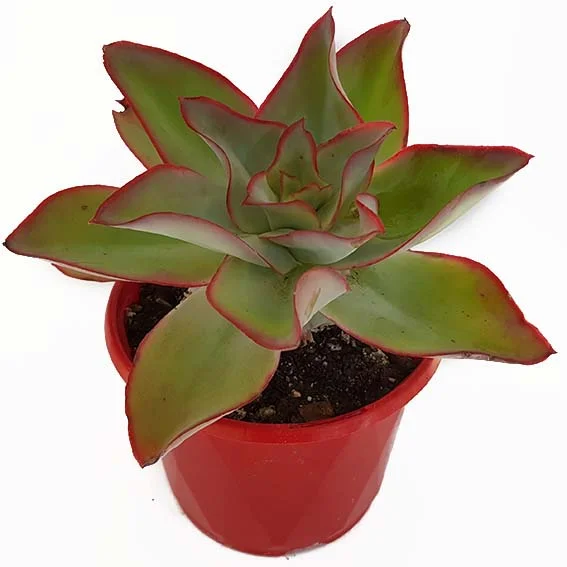 Echeveria Fire and Ice-side.jpg