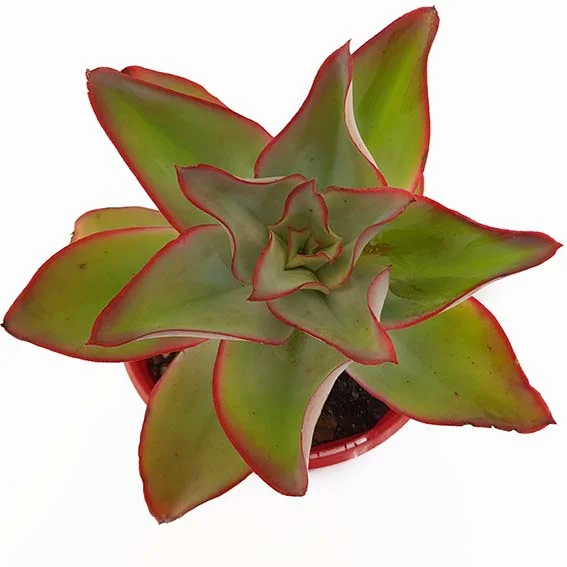 Echeveria Fire and Ice-top.jpg