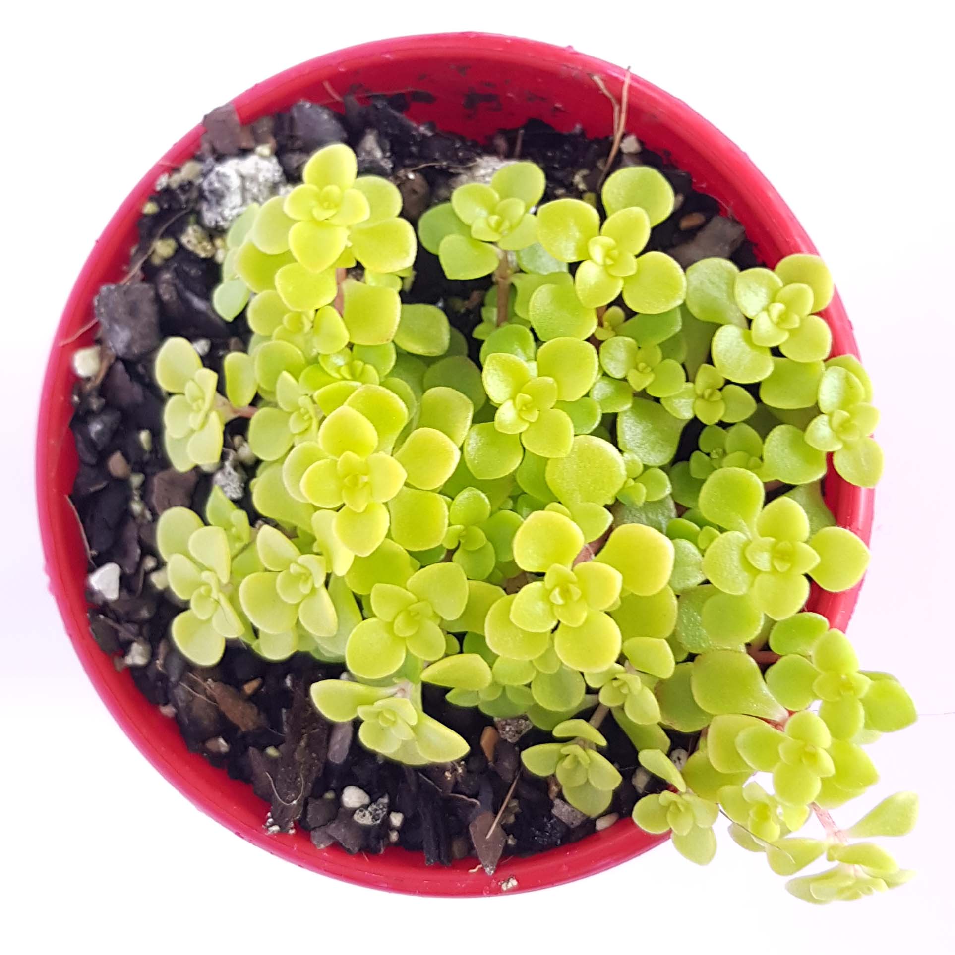 This Sedum will thrive with mottled sunlight.