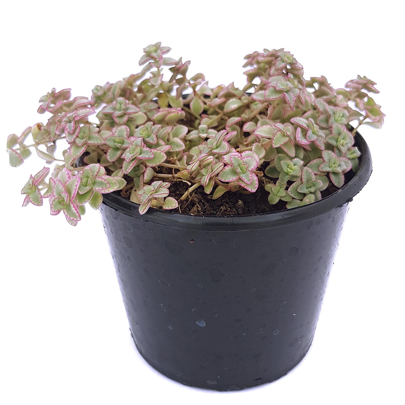 Sedum Verigated 01.jpg