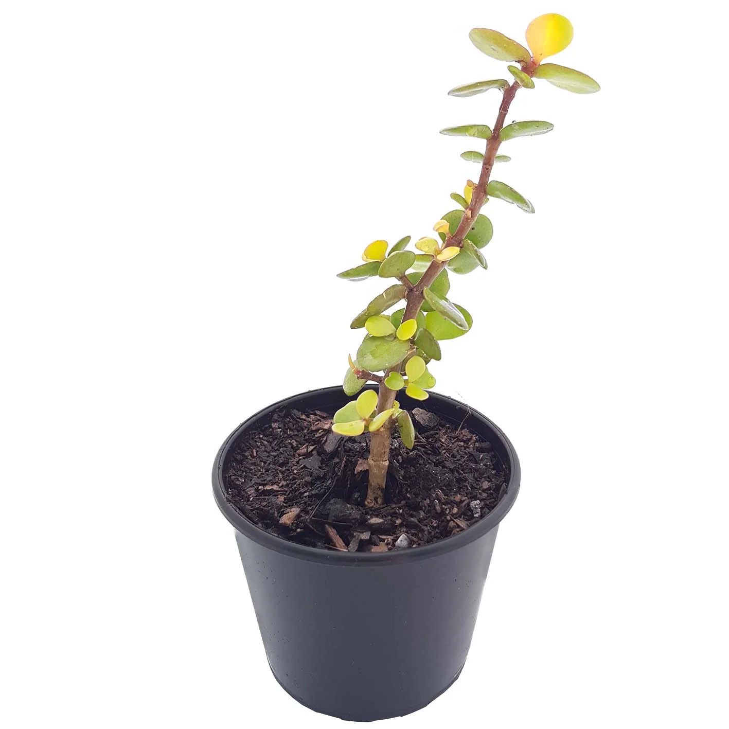 Jade Golden 01.jpg